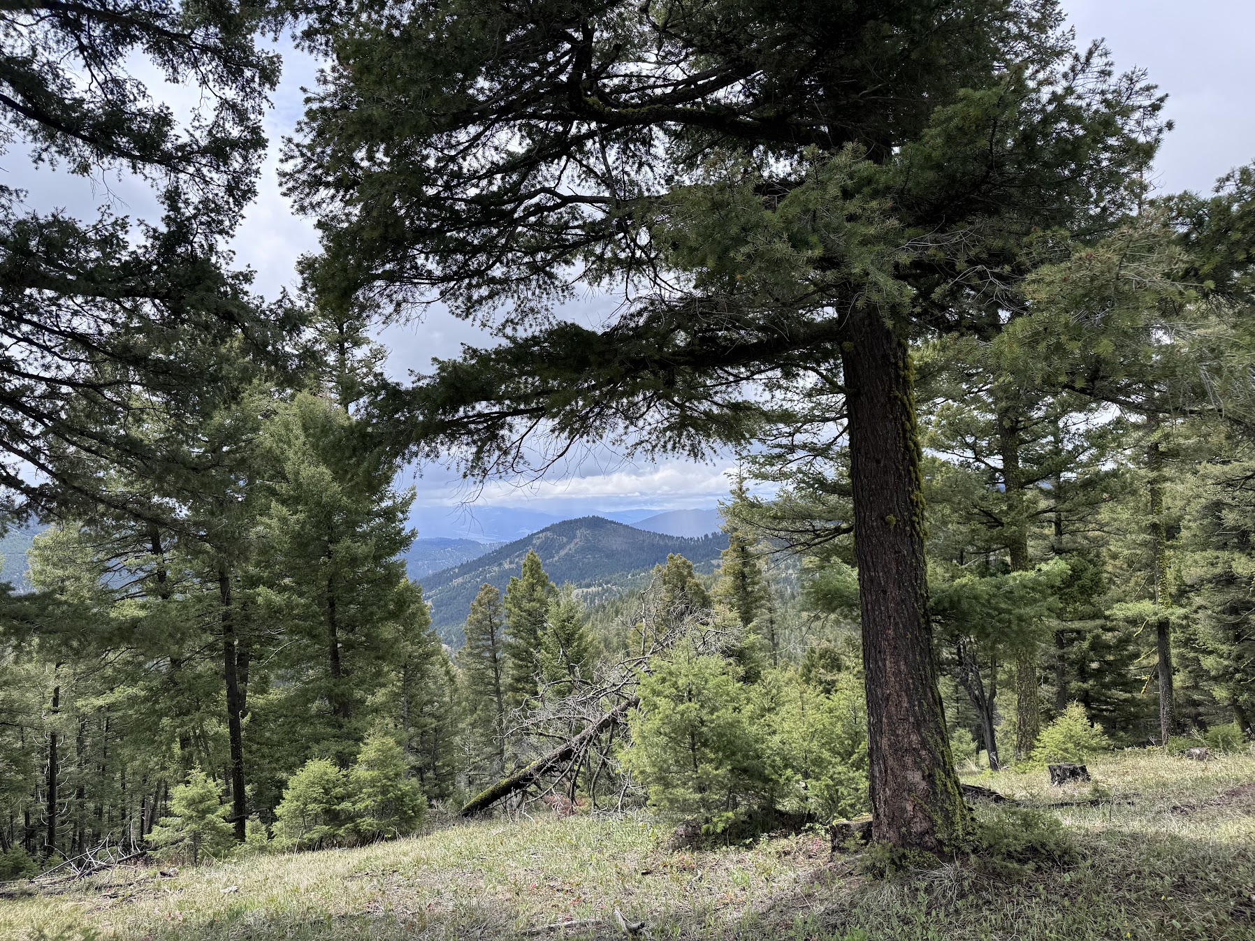 Helmville, Montana 59843, United States, ,Land,Active,137222