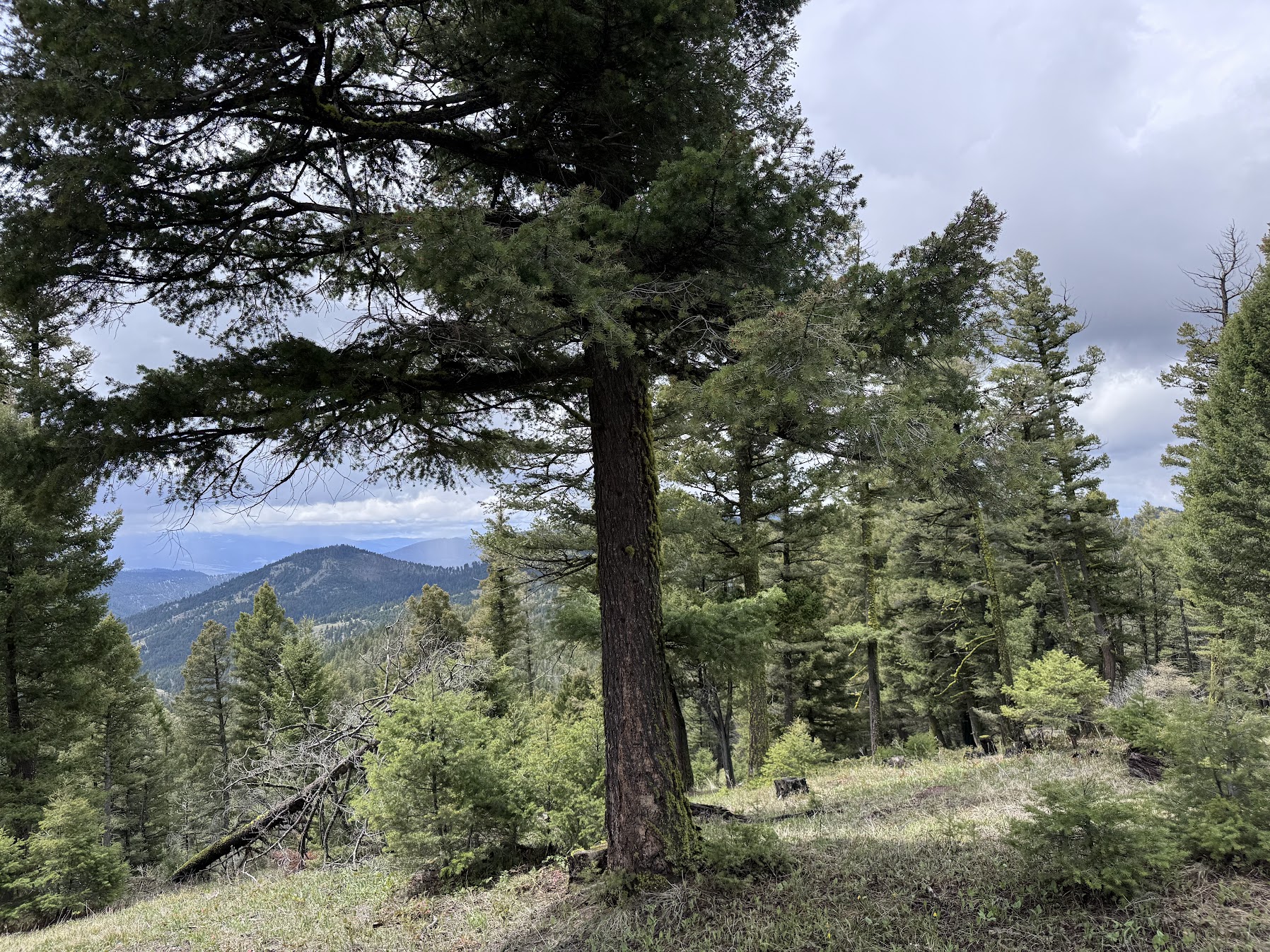 Helmville, Montana 59843, United States, ,Land,Active,137222