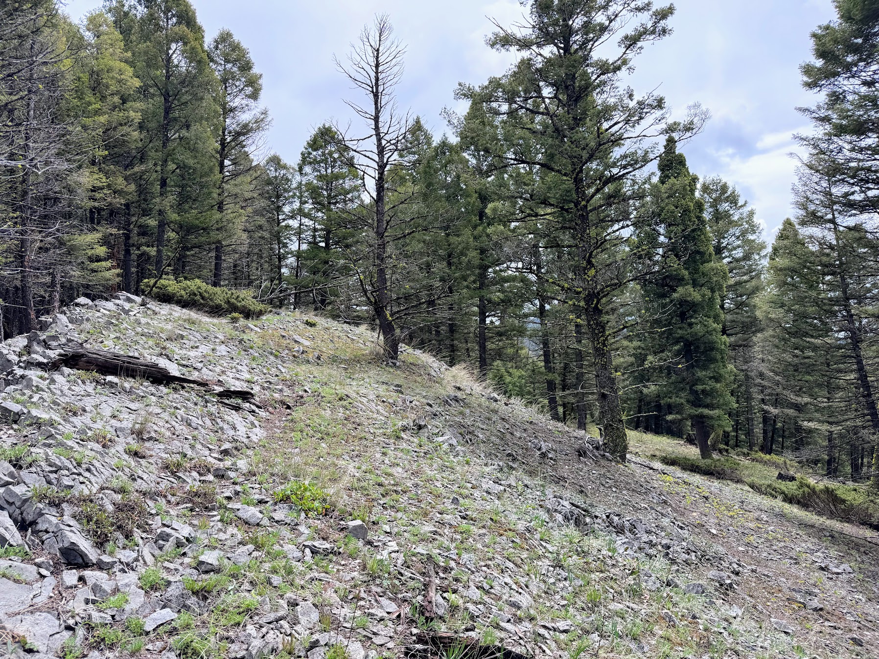 Helmville, Montana 59843, United States, ,Land,Active,137222