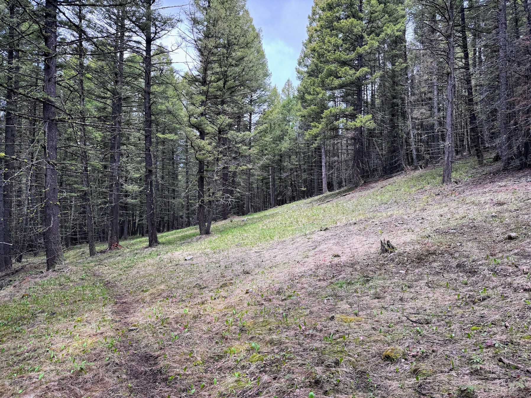 Helmville, Montana 59843, United States, ,Land,Active,137222