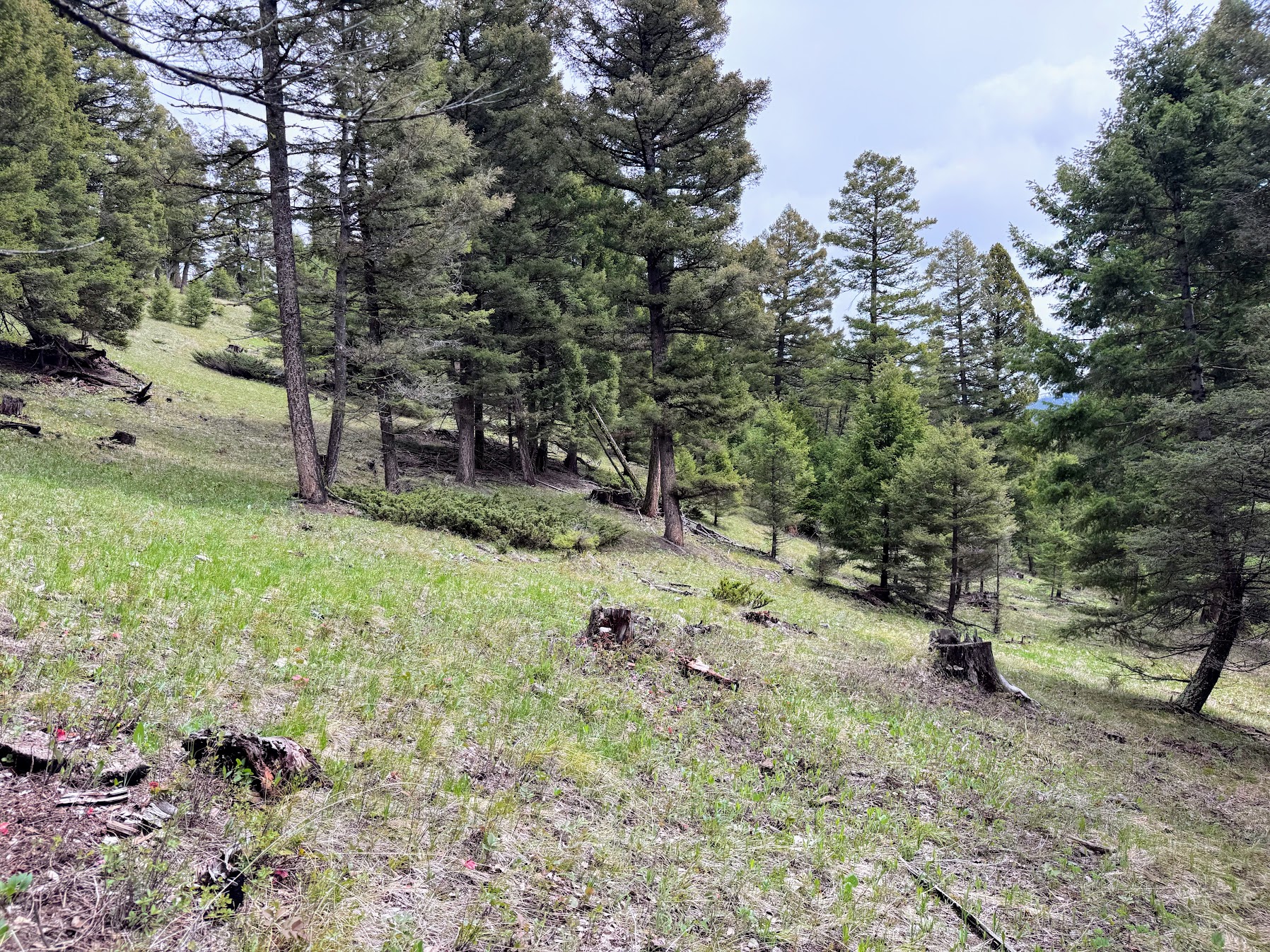 Helmville, Montana 59843, United States, ,Land,Active,137222