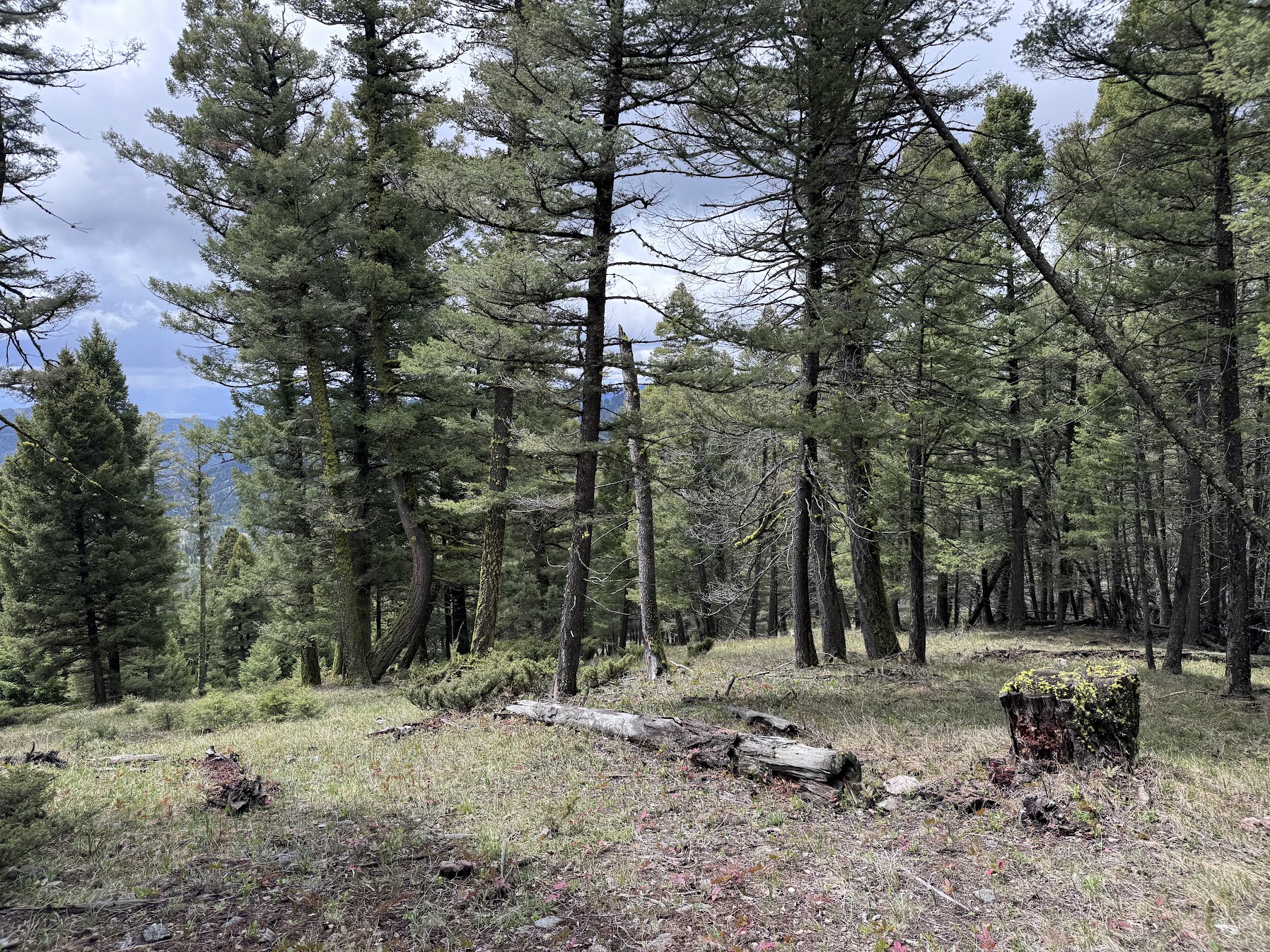 Helmville, Montana 59843, United States, ,Land,Active,137222