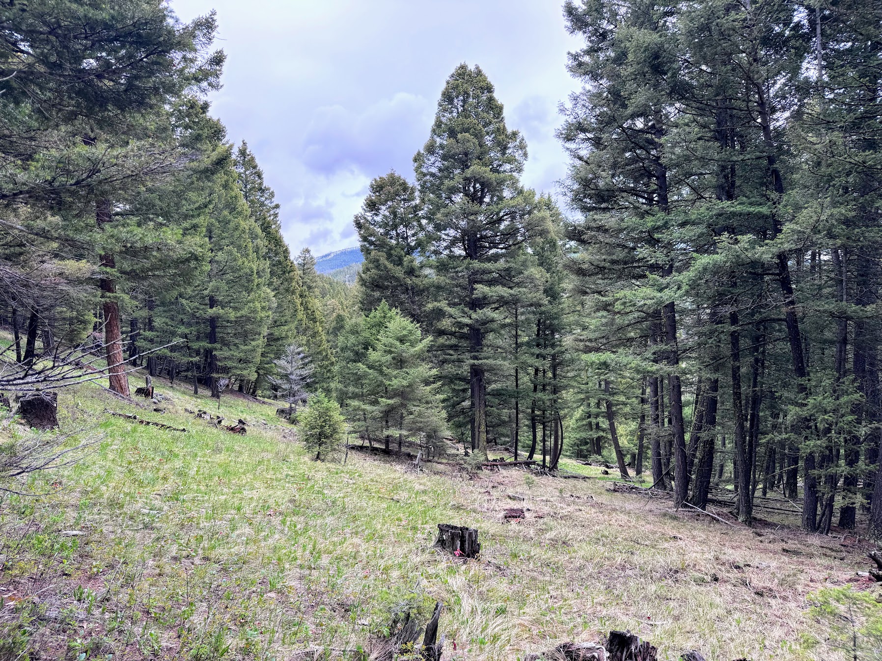 Helmville, Montana 59843, United States, ,Land,Active,137222