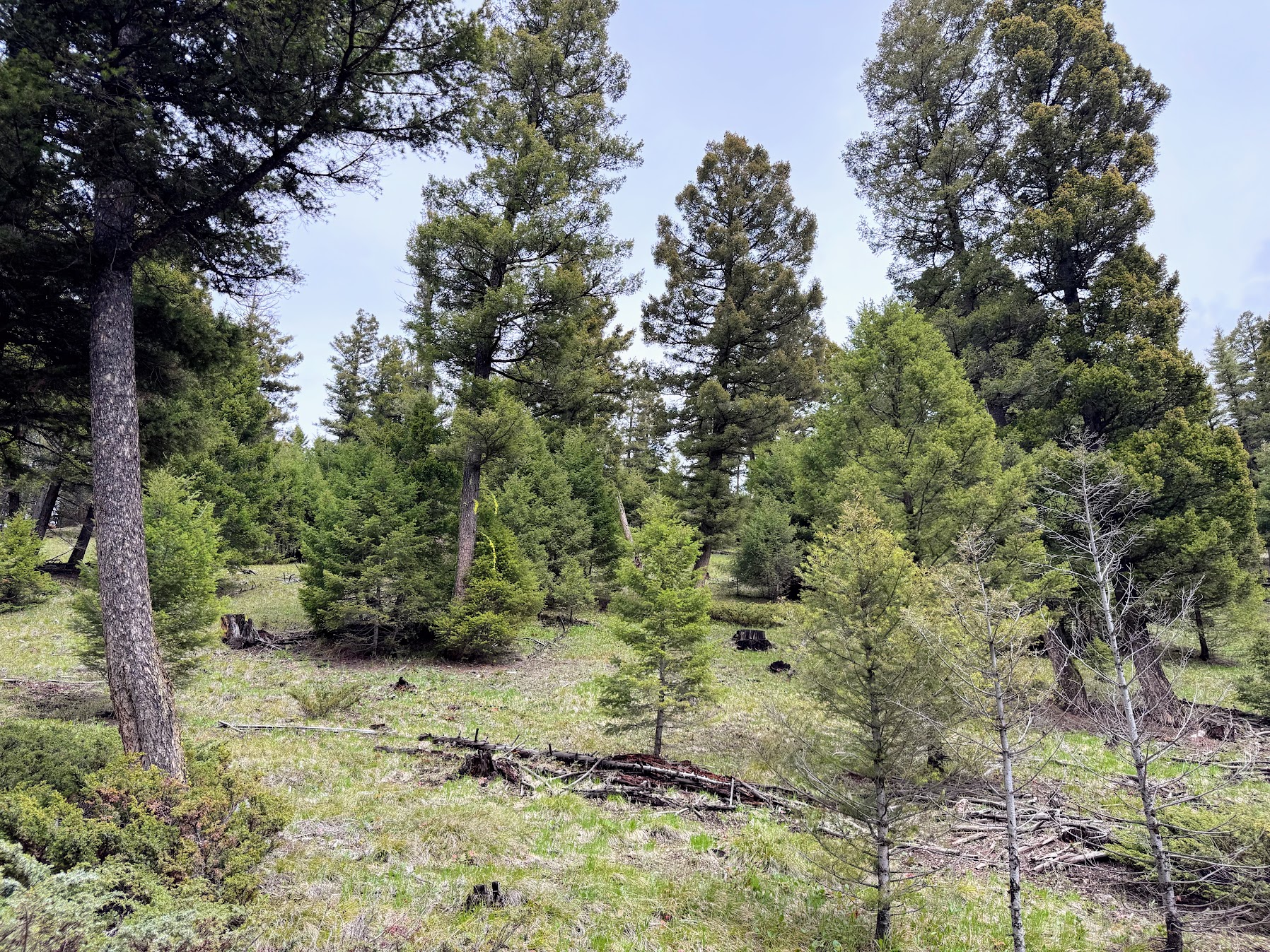 Helmville, Montana 59843, United States, ,Land,Active,137222