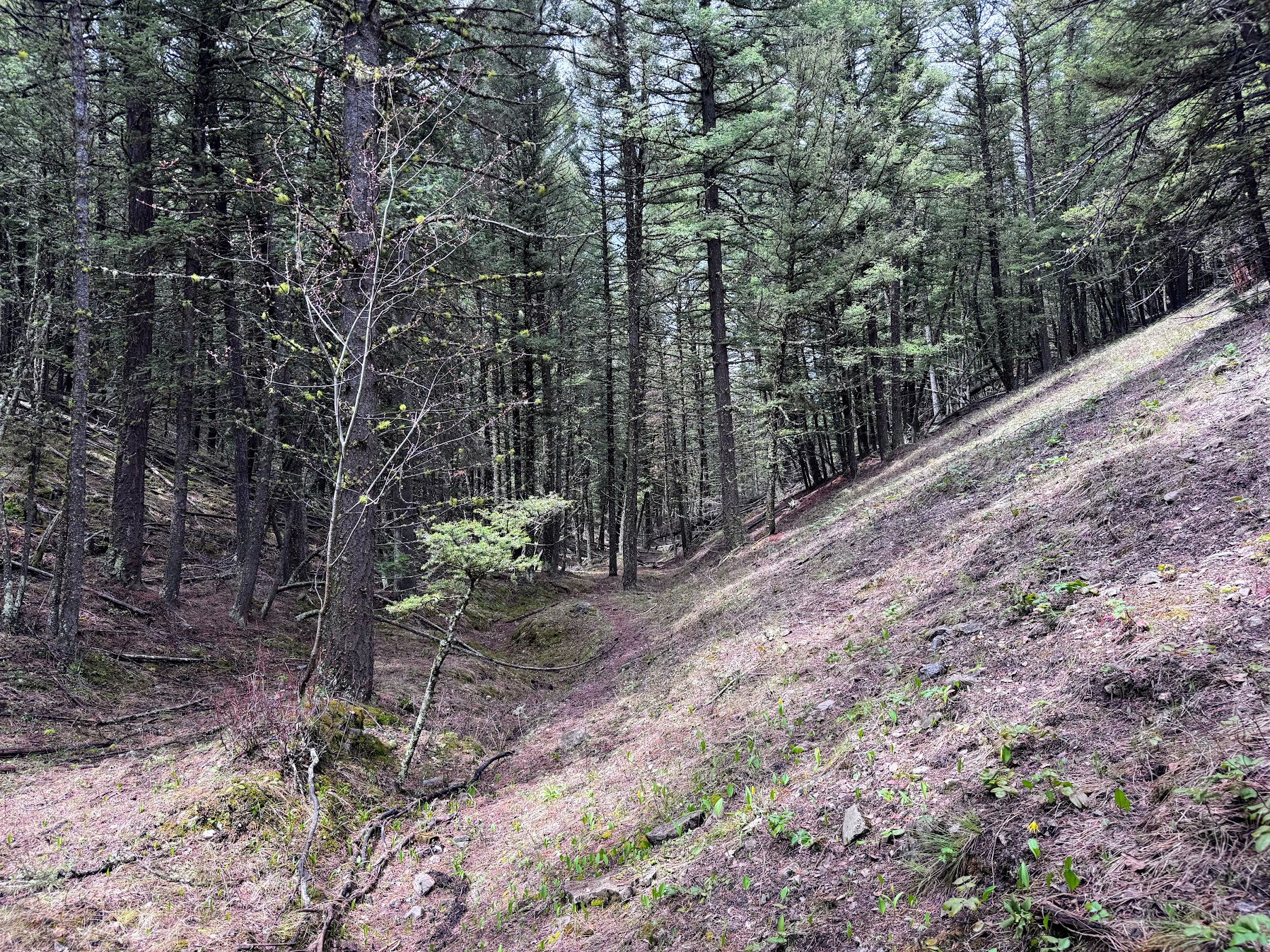 Helmville, Montana 59843, United States, ,Land,Active,137222