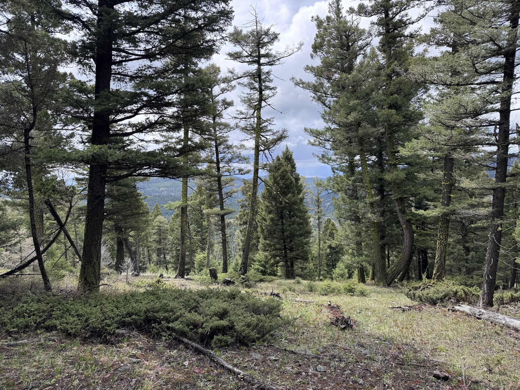 Helmville, Montana 59843, United States, ,Land,Active,137222