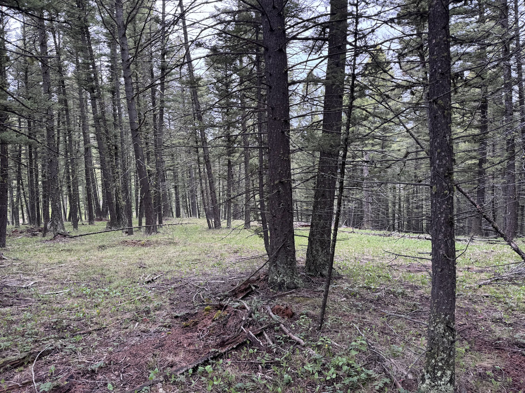 Helmville, Montana 59843, United States, ,Land,Active,137222