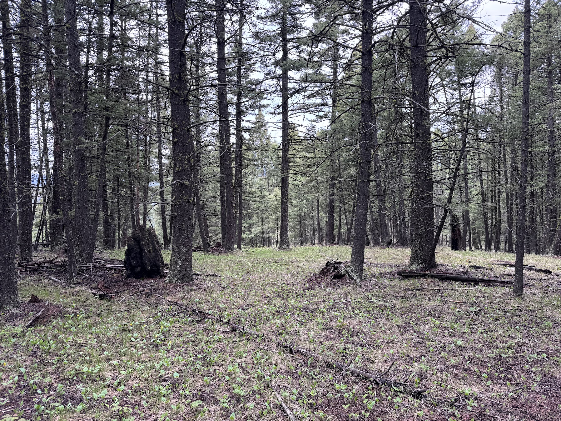 Helmville, Montana 59843, United States, ,Land,Active,137222