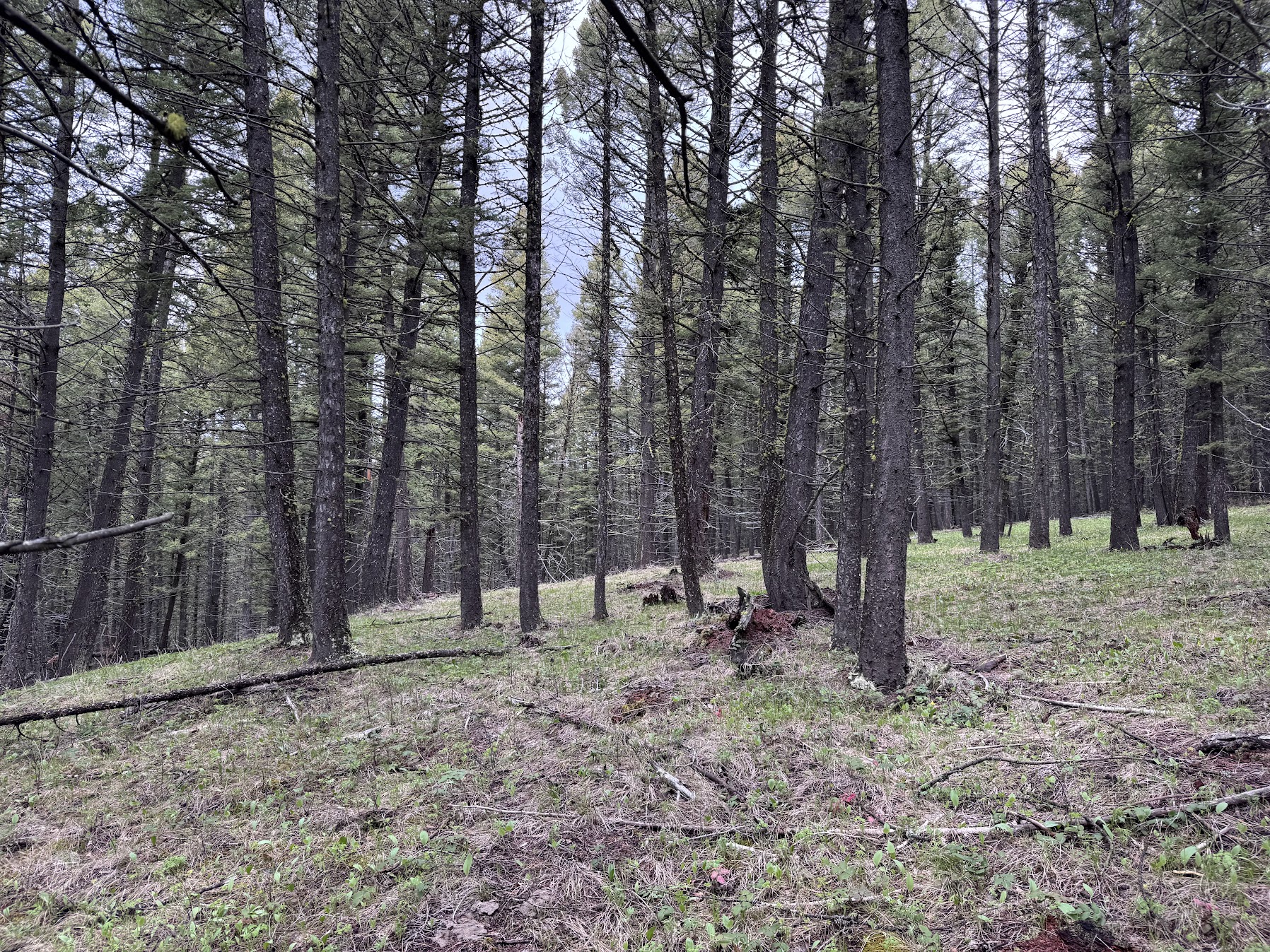 Helmville, Montana 59843, United States, ,Land,Active,137222