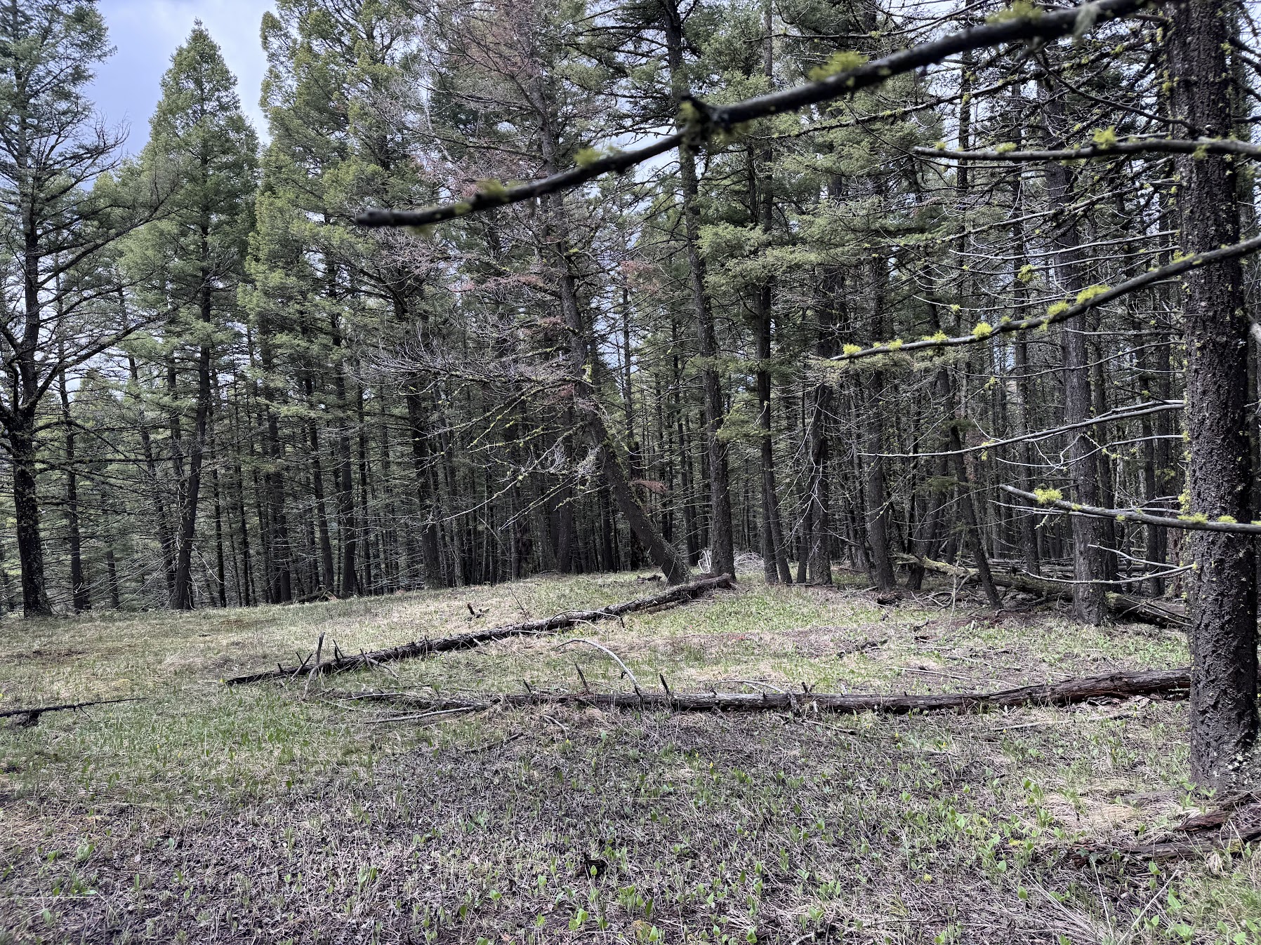 Helmville, Montana 59843, United States, ,Land,Active,137222