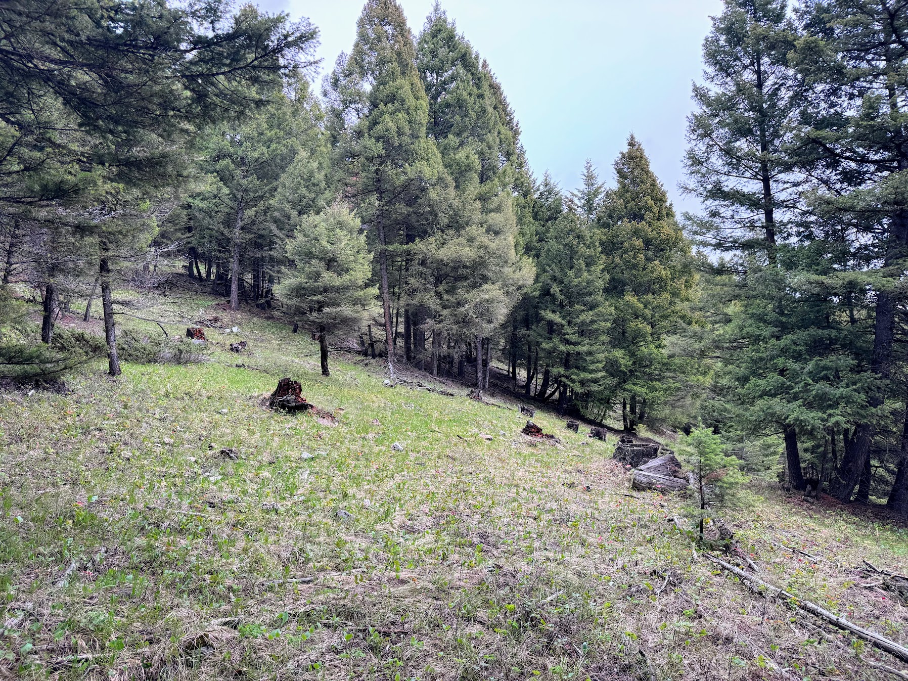 Helmville, Montana 59843, United States, ,Land,Active,137222