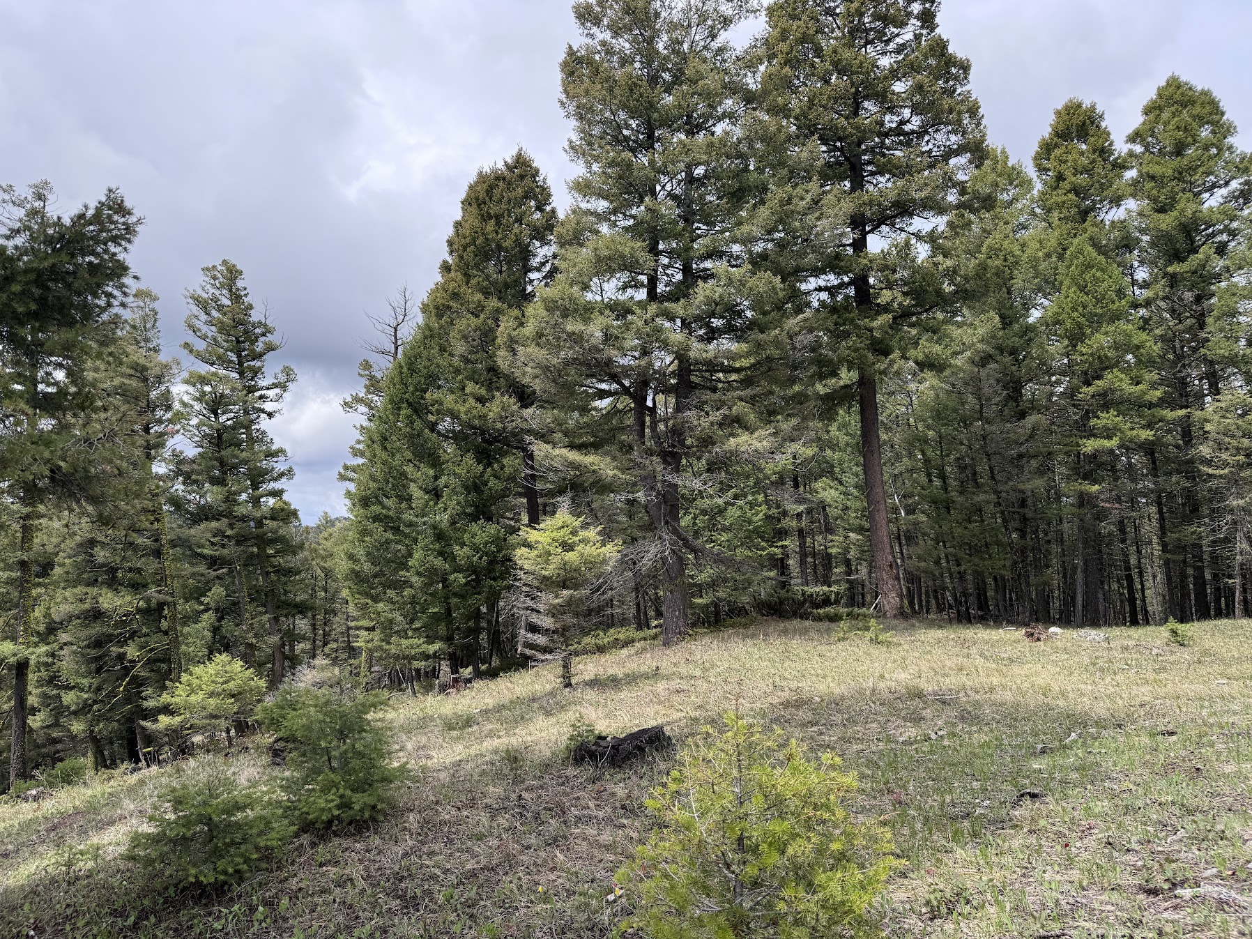 Helmville, Montana 59843, United States, ,Land,Active,137222