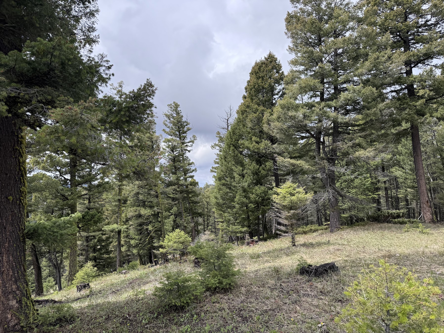 Helmville, Montana 59843, United States, ,Land,Active,137222