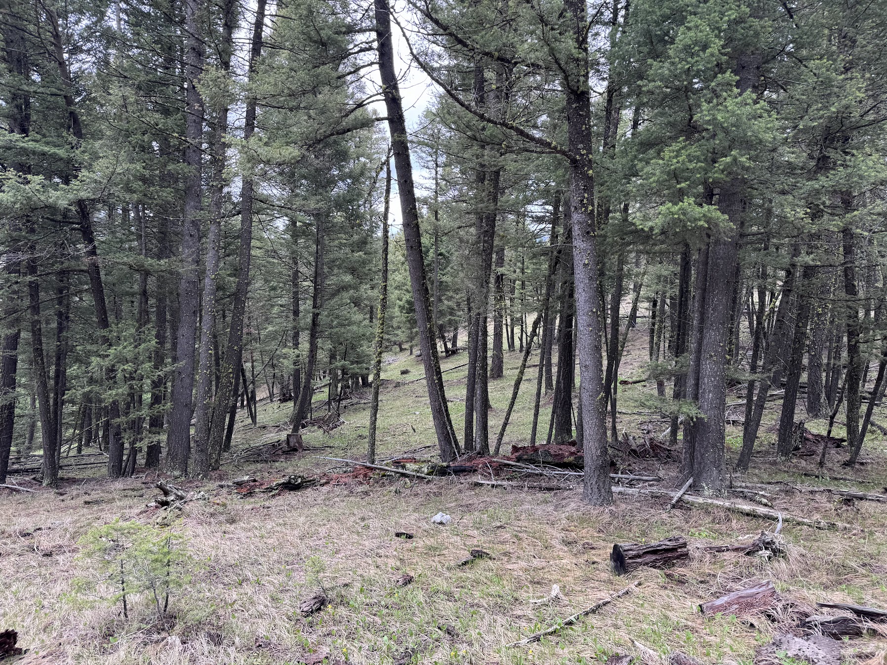 Helmville, Montana 59843, United States, ,Land,Active,137222