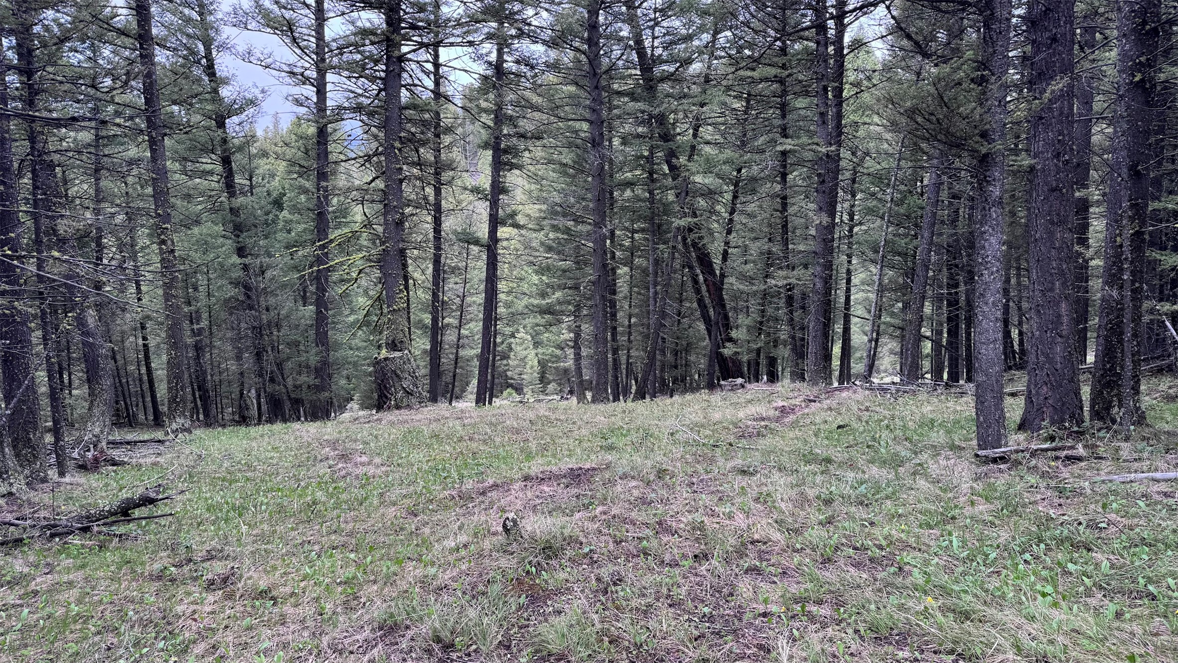 Helmville, Montana 59843, United States, ,Land,Active,137222