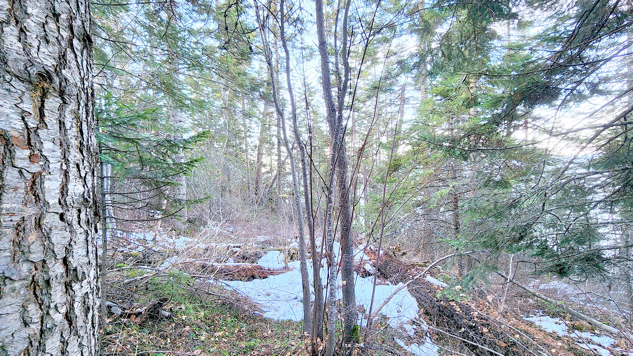 24699 MT Highway 35