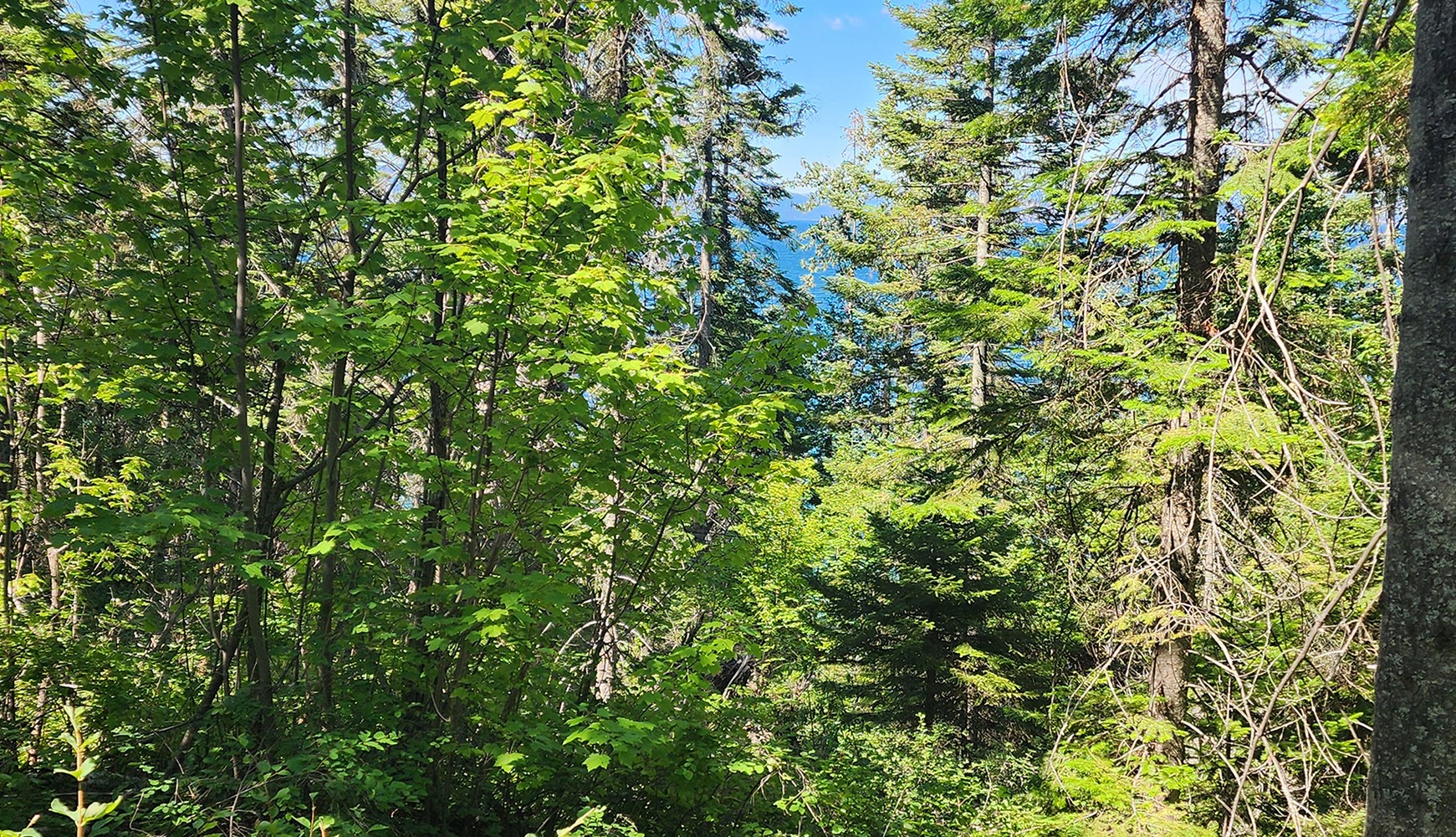 24699 MT Highway 35