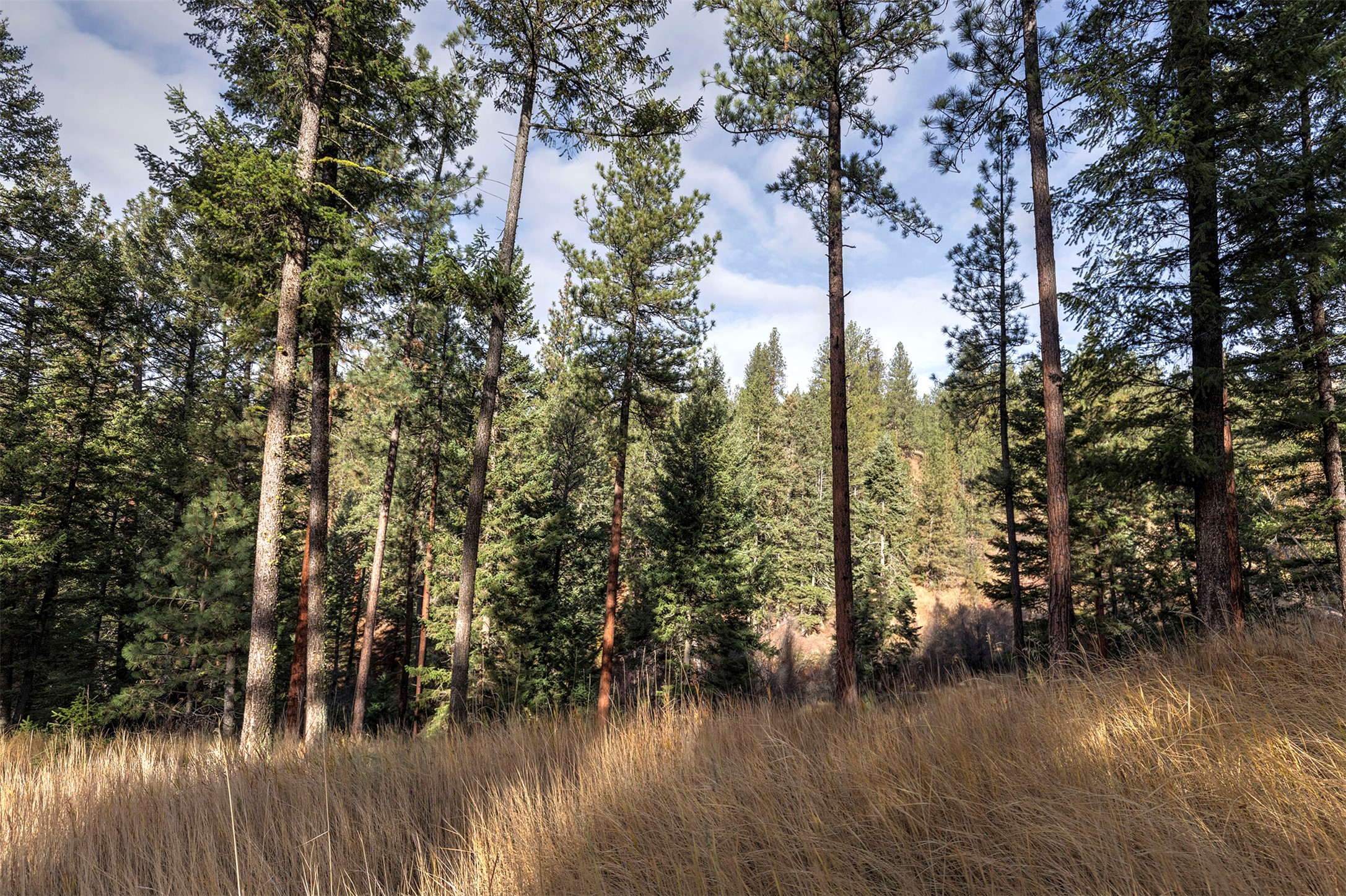 Parcel 3B Snowshoe Lane