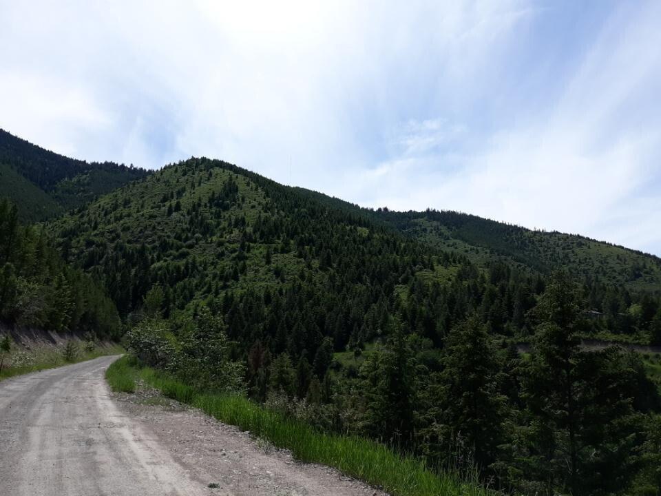 NHN Larch Camp Road