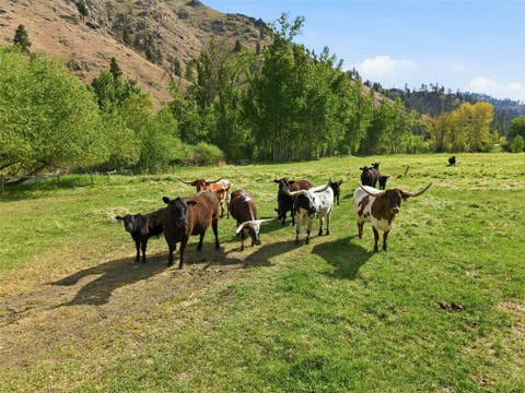 Tiny photo for 1789 Skalkaho Hwy, Hamilton, MT 59840 (MLS # 30076186)