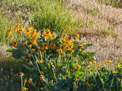 Tiny photo for 1789 Skalkaho Hwy, Hamilton, MT 59840 (MLS # 30076186)