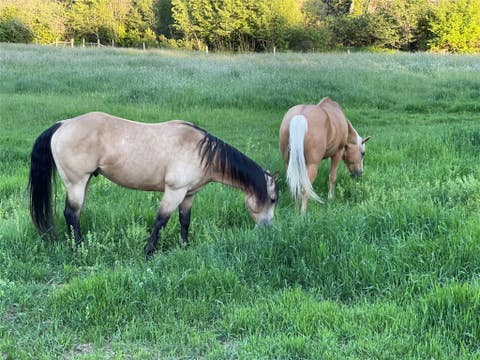 Tiny photo for 1789 Skalkaho Hwy, Hamilton, MT 59840 (MLS # 30076186)