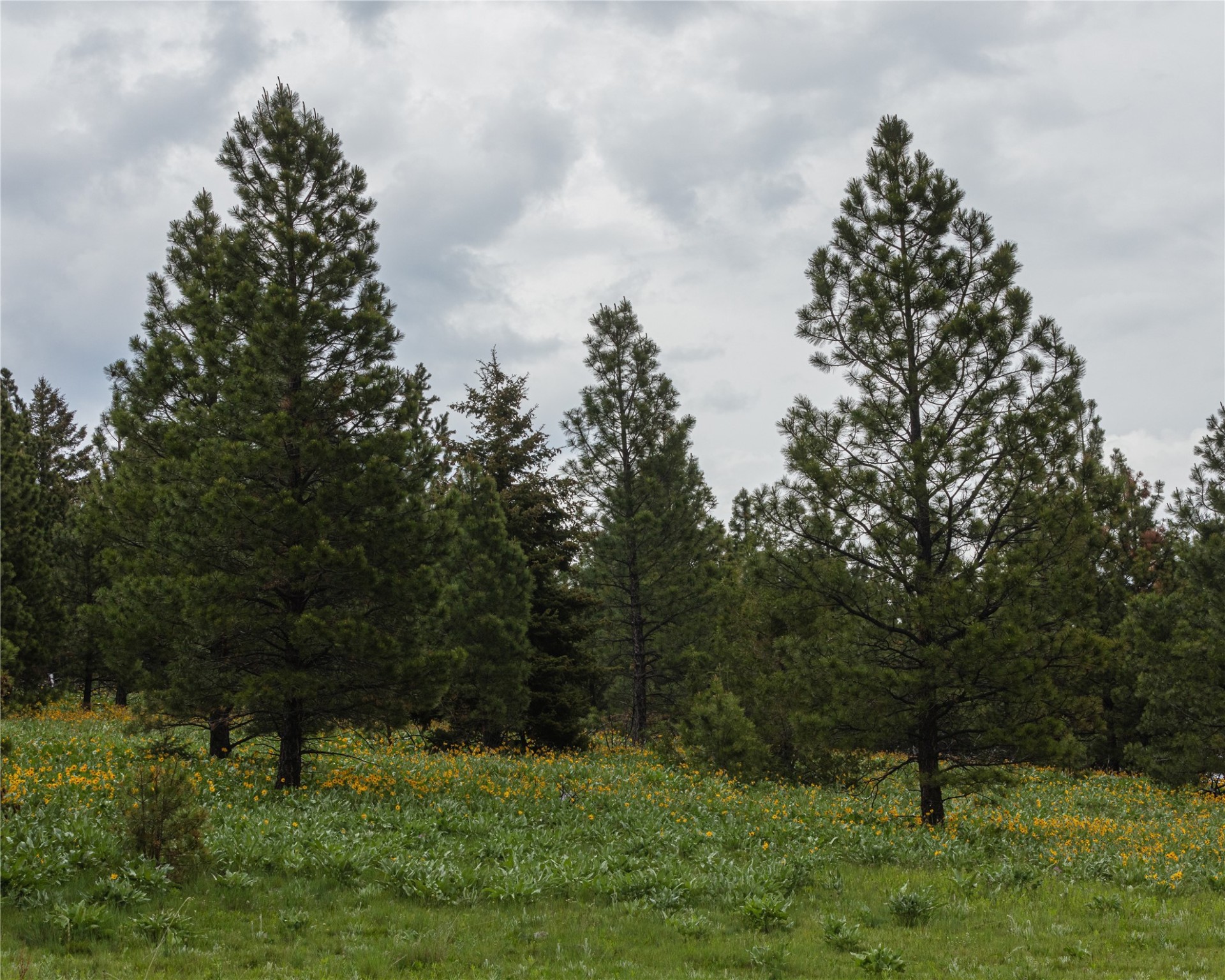 6 Tract, Bull Elk