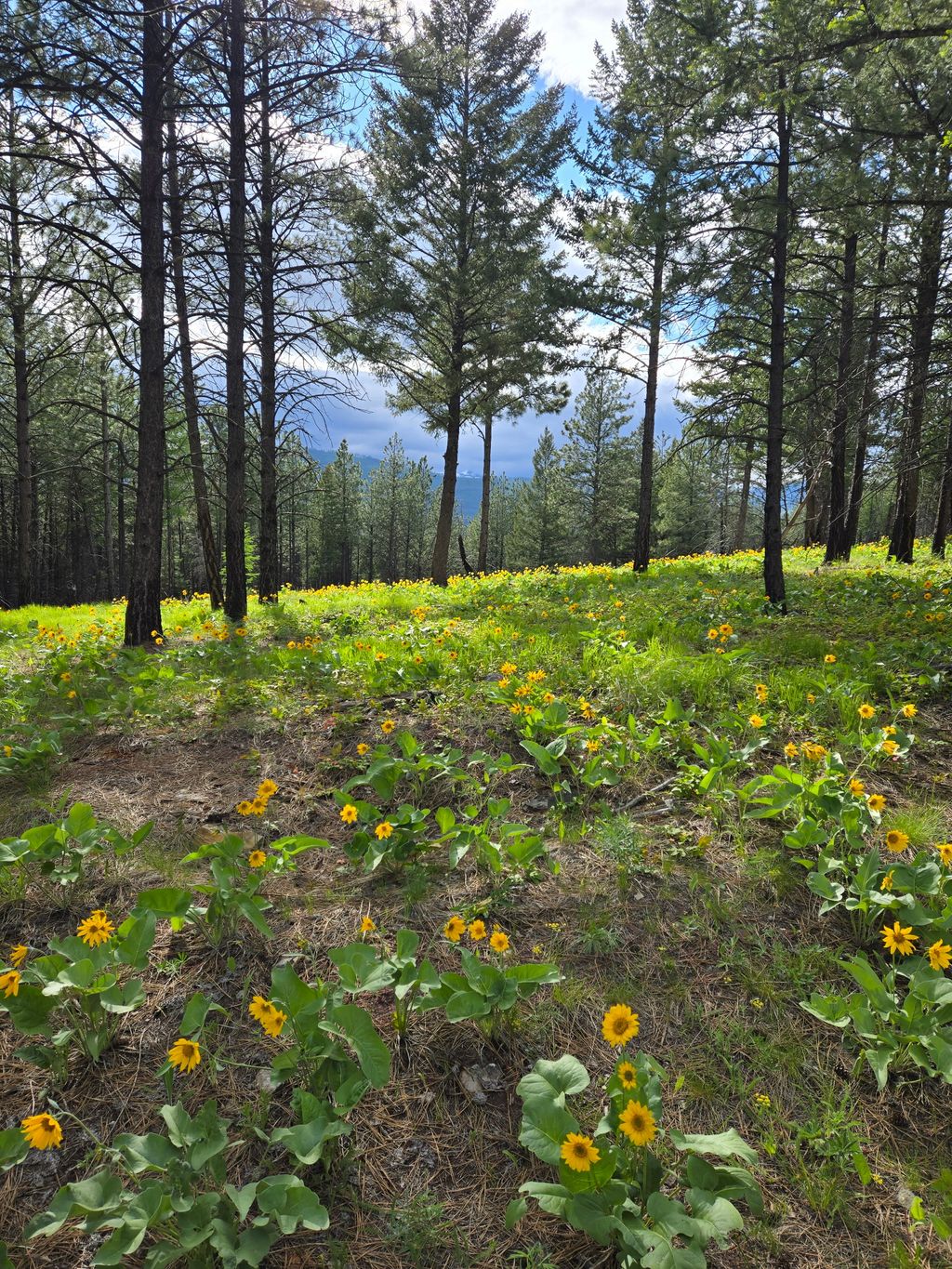 Photo of nka Tooley Creek Road, Rexford, MT 59930 (MLS # 30068056)