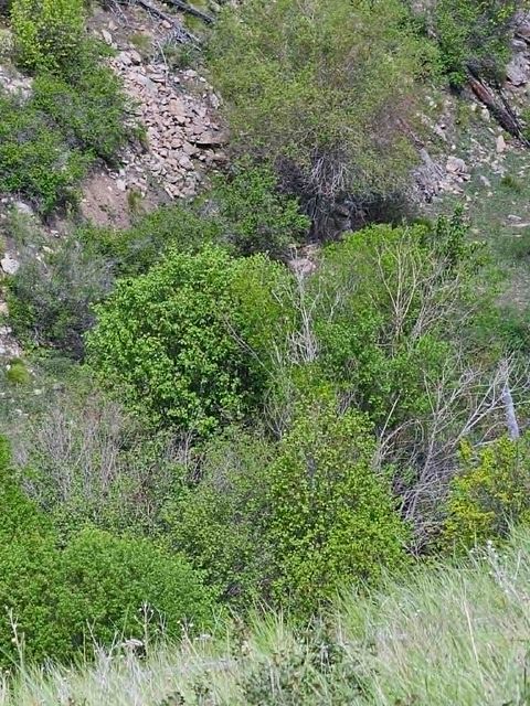 Tiny photo for NHN Blind Creek Draw Road, Conner, MT 59827 (MLS # 30071171)