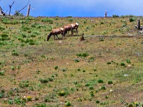 Tiny photo for NHN Blind Creek Draw Road, Conner, MT 59827 (MLS # 30071171)