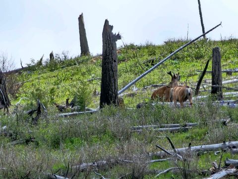 Tiny photo for NHN Blind Creek Draw Road, Conner, MT 59827 (MLS # 30071171)