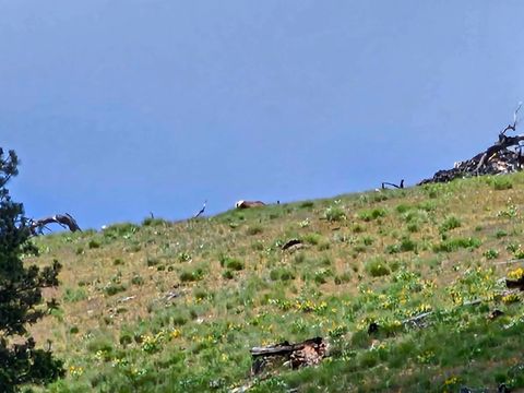 Tiny photo for NHN Blind Creek Draw Road, Conner, MT 59827 (MLS # 30071171)