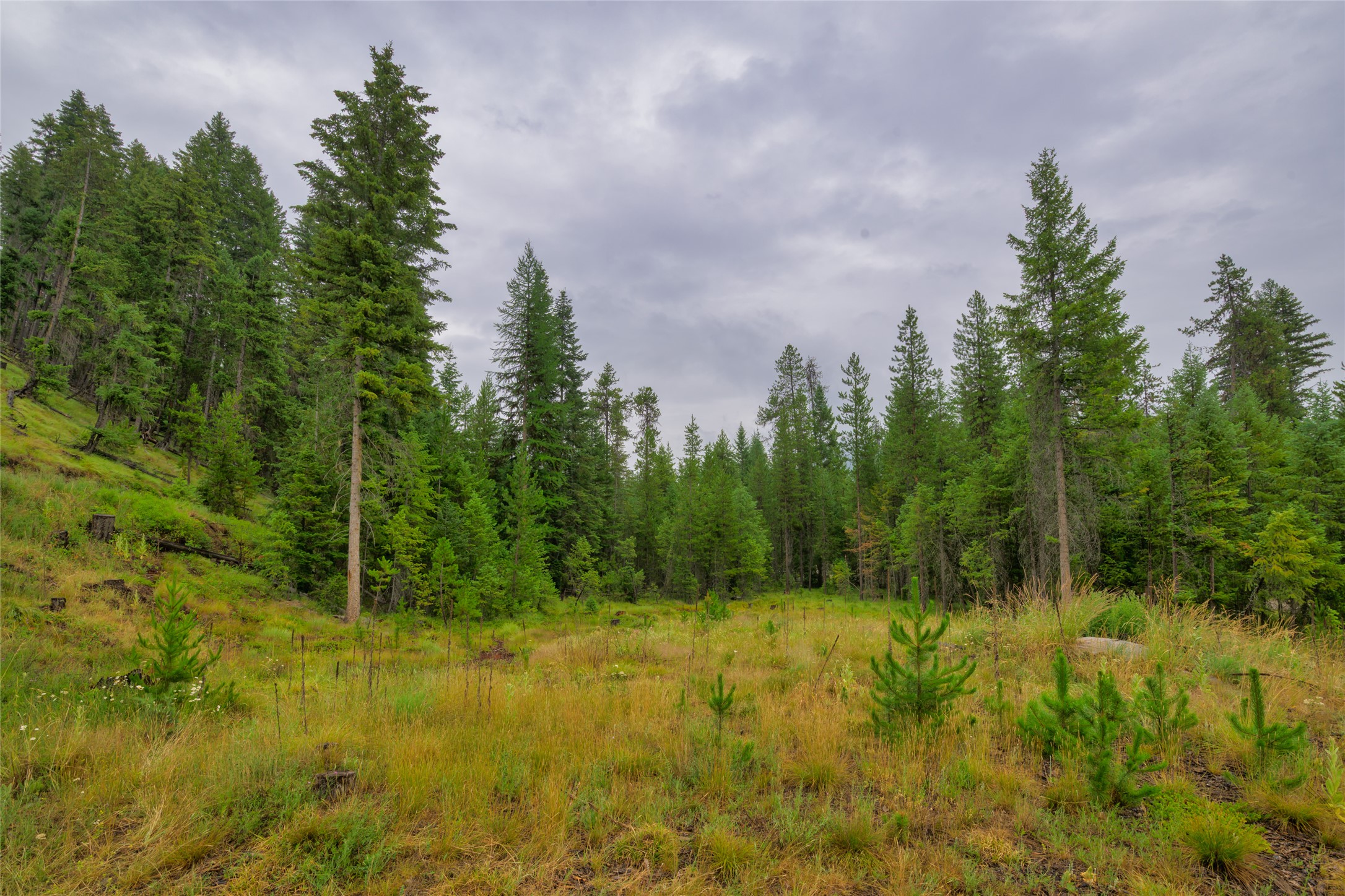 NHN Cabin City Loop Lot 50