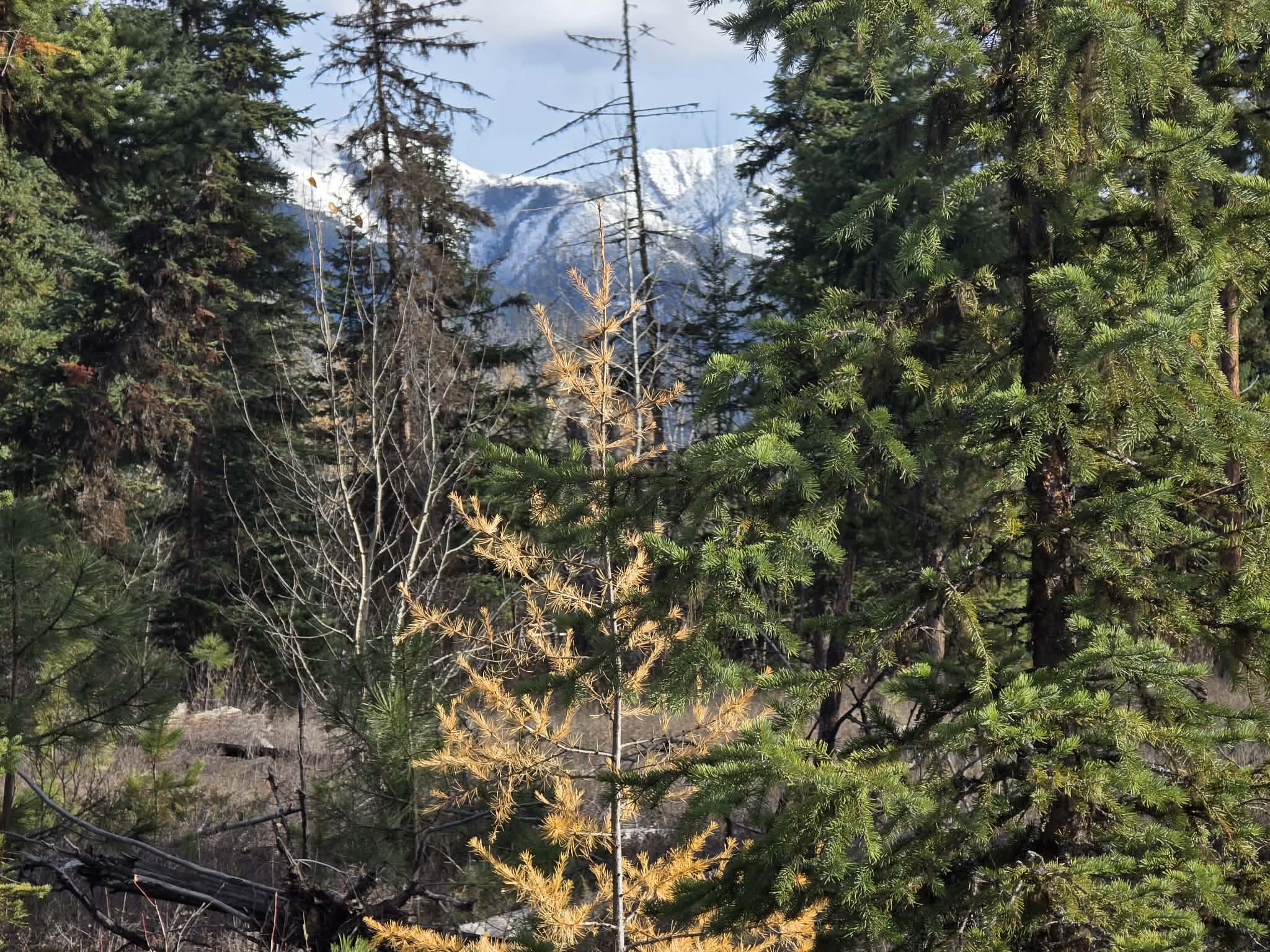 NHN NHN Hollopeter Road