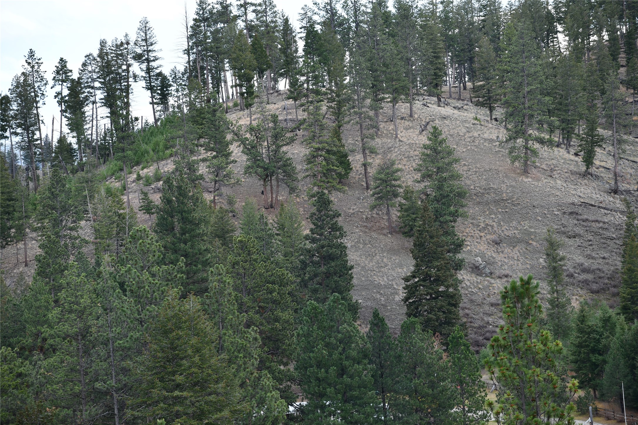 Nhn Medicine Springs Road