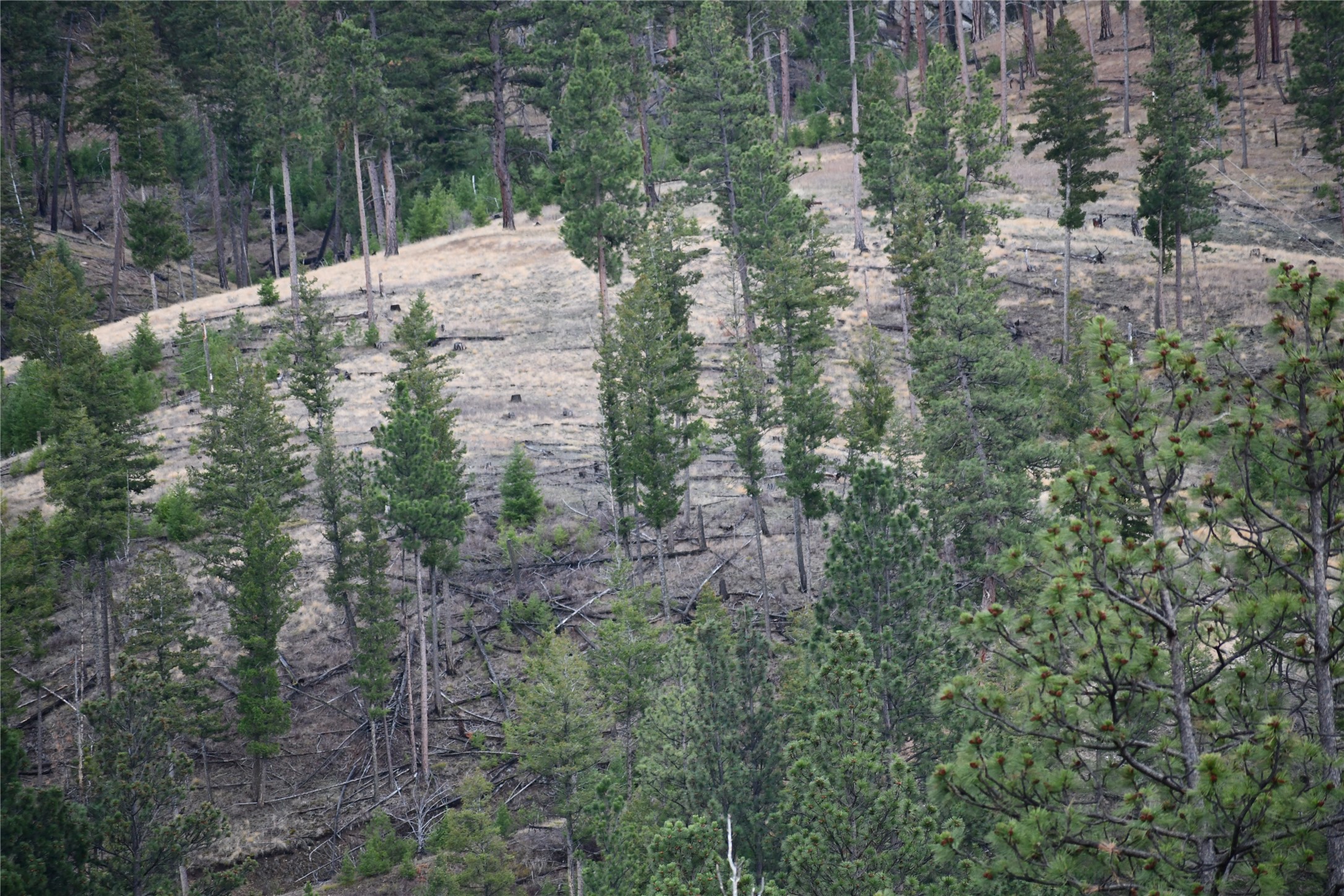 Nhn Medicine Springs Road