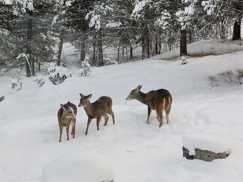 Tiny photo for 159 Glacier Vista Trail, Whitefish, MT 59937 (MLS # 30068311)