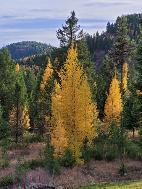 Tiny photo for 159 Glacier Vista Trail, Whitefish, MT 59937 (MLS # 30068311)