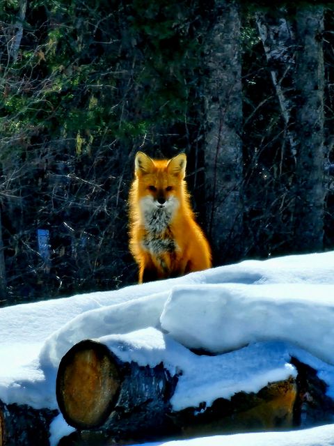 Tiny photo for 185 Tanglewood Lane, Whitefish, MT 59937 (MLS # 30069659)