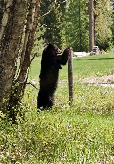Tiny photo for 185 Tanglewood Lane, Whitefish, MT 59937 (MLS # 30069659)