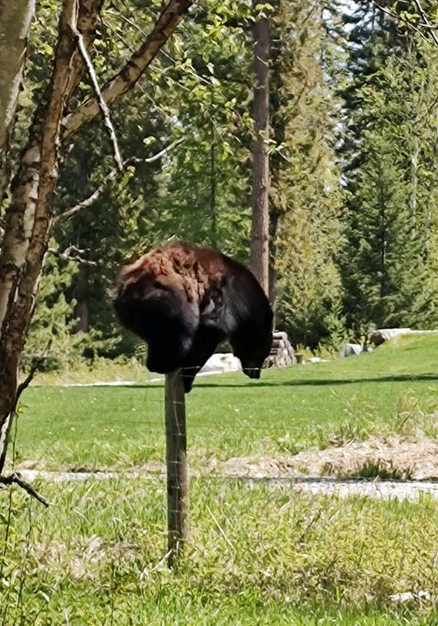 Tiny photo for 185 Tanglewood Lane, Whitefish, MT 59937 (MLS # 30069659)