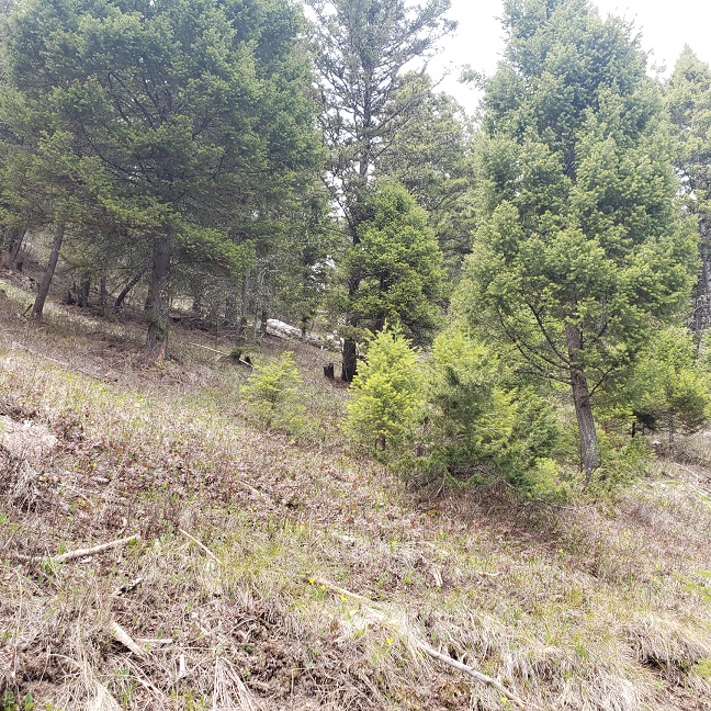 NHN Wyman Gulch Road