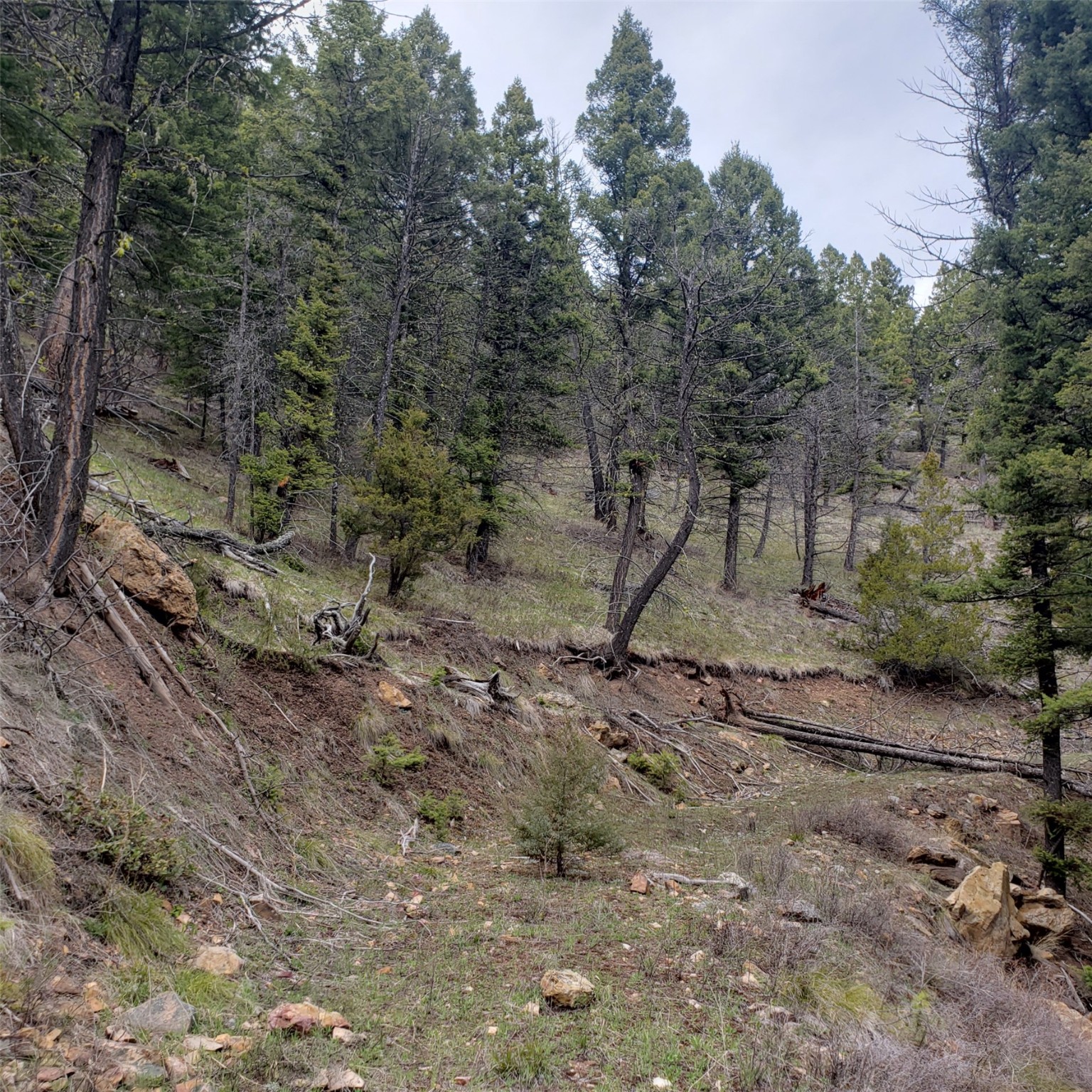 NHN Wyman Gulch Road
