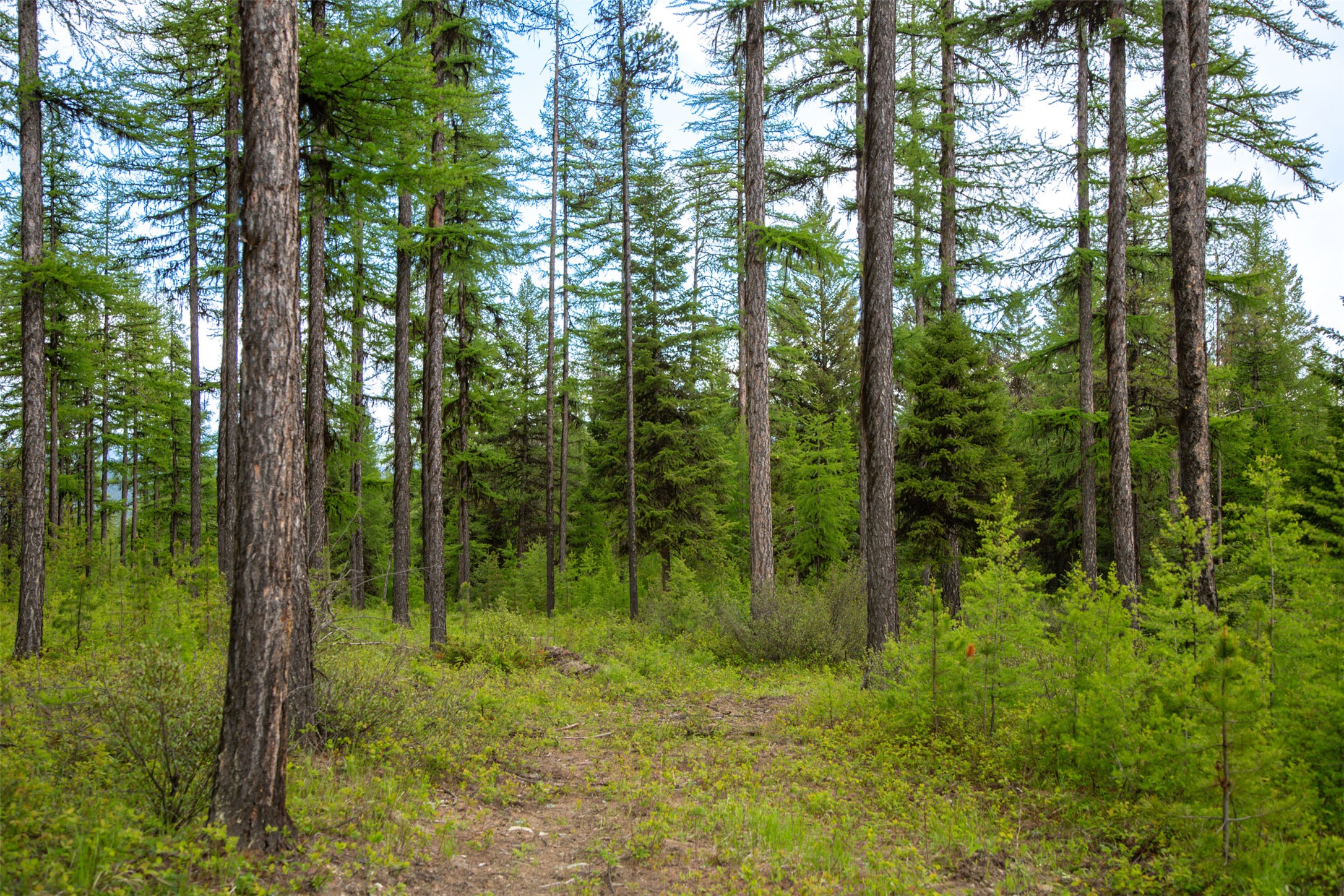 TBD Elkhorn Ranch Road Lot 17 PH3