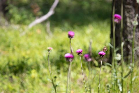 Tiny photo for 161 Rosewood #Lot 10, Whitefish, MT 59937 (MLS # 30053683)