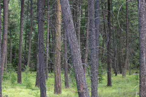 Tiny photo for 161 Rosewood #Lot 10, Whitefish, MT 59937 (MLS # 30053683)