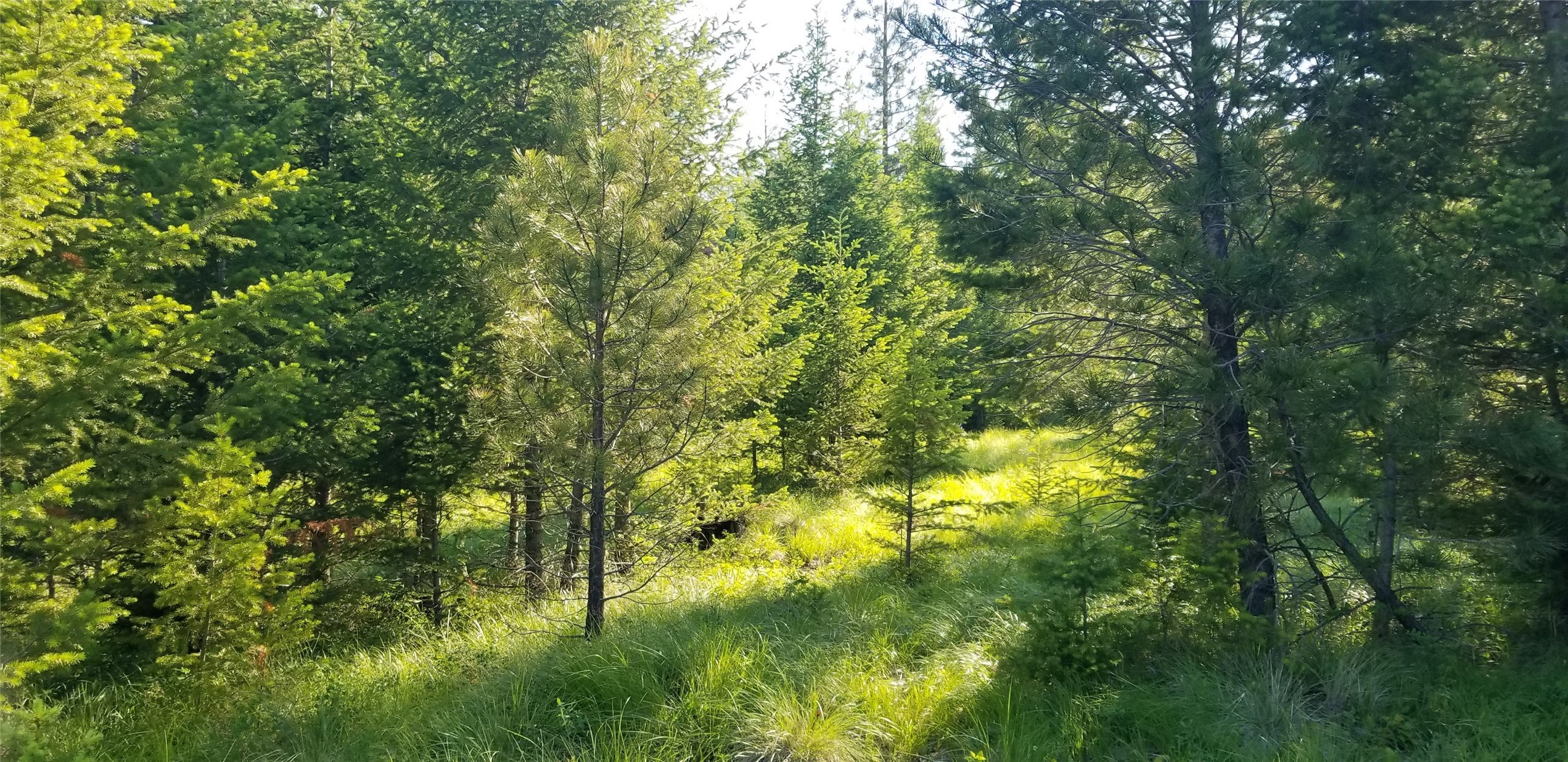 E Half Lot 2A Haywire Gulch