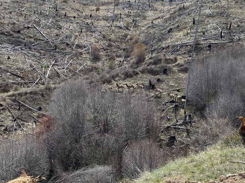 Tiny photo for -- Hwy 93 ST S, Conner, MT 59827 (MLS # 30072219)