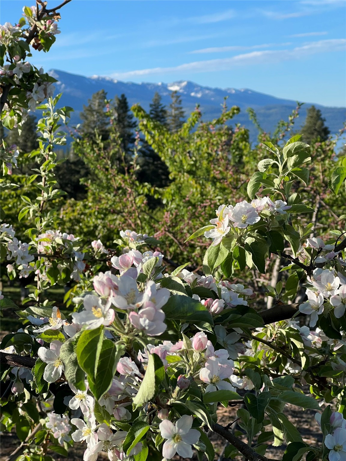Bigfork, Montana 59911, United States, 3 Bedrooms Bedrooms, ,2 BathroomsBathrooms,Residential,Pending,190759
