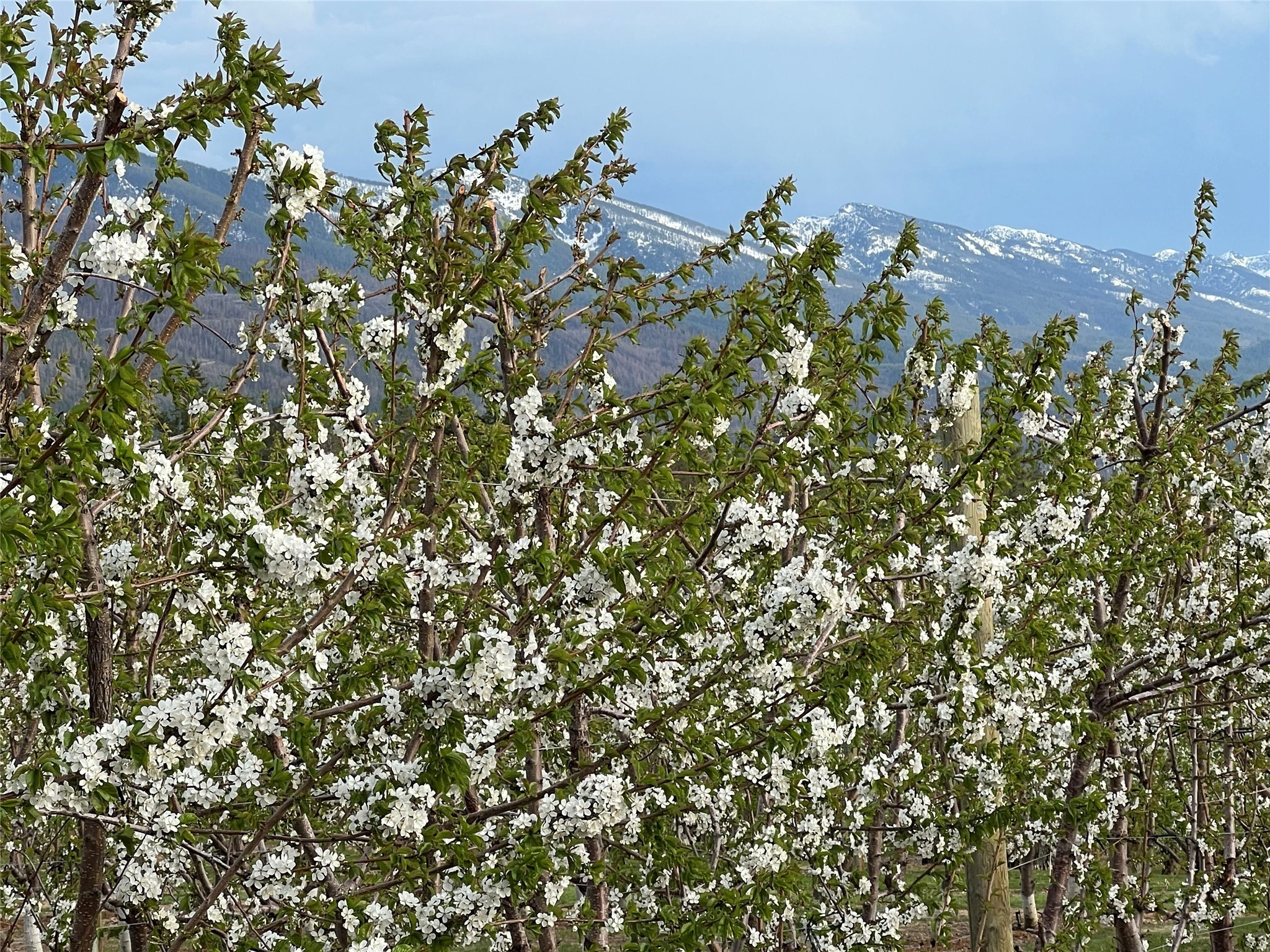 Bigfork, Montana 59911, United States, 3 Bedrooms Bedrooms, ,2 BathroomsBathrooms,Residential,Pending,190759